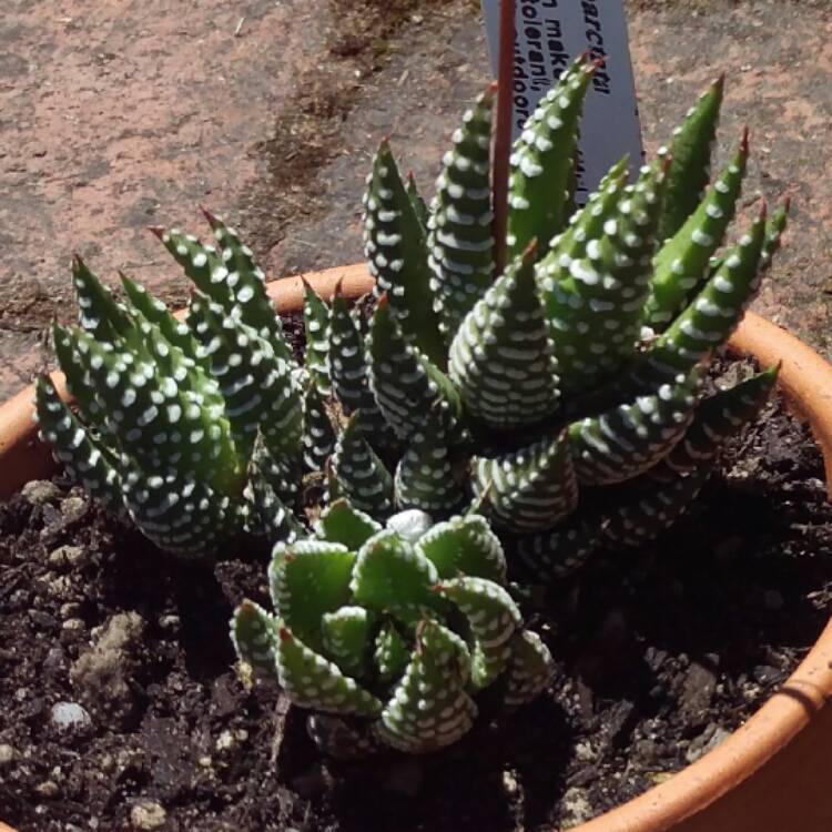 Plant image Haworthiopsis coarctata var. coarctata syn. Haworthia coarctata, Haworthia resendeana