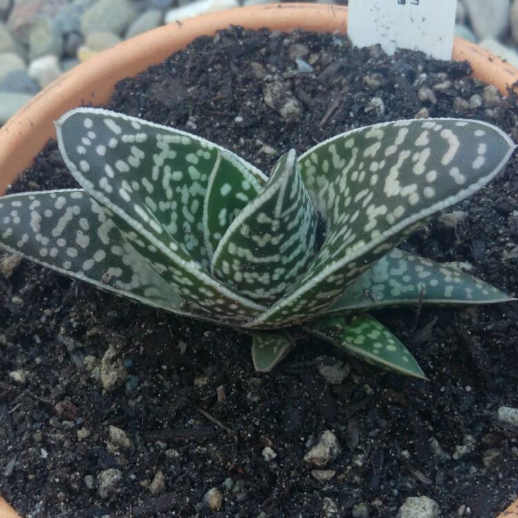 Plant image x Gasteraloe