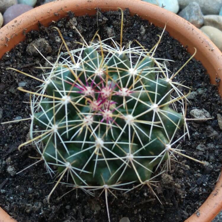 plant image 413001