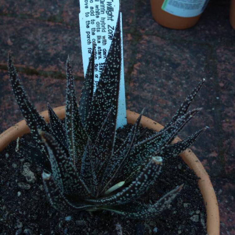 plant image 419691