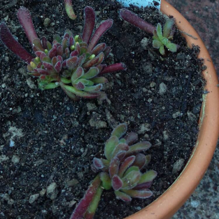 Plant image Crassula pubescens subsp. rattrayi