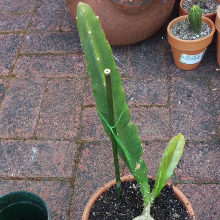 plant image 435660