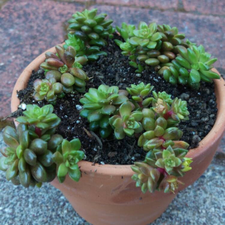 plant image 443576