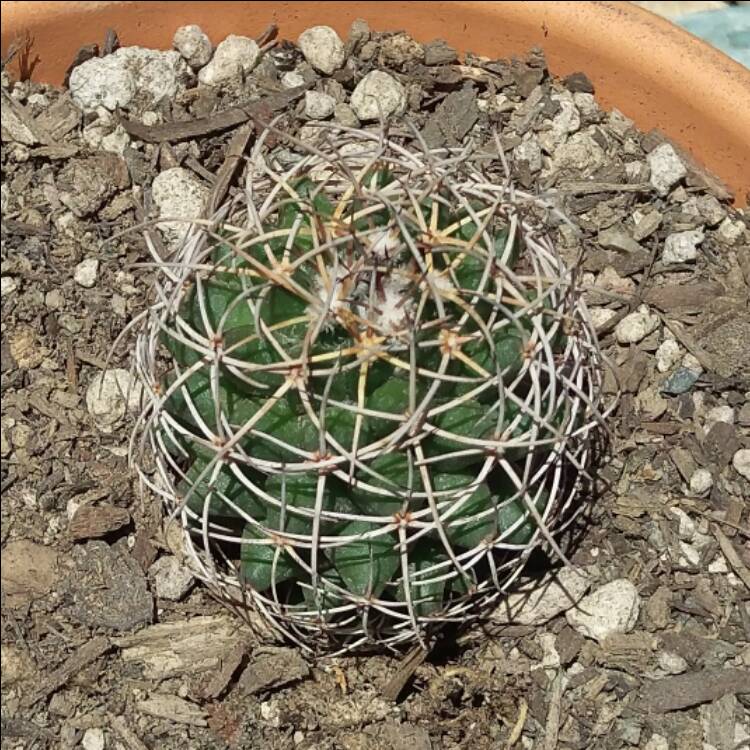 Plant image Mammillaria compressa 'Centralifera'