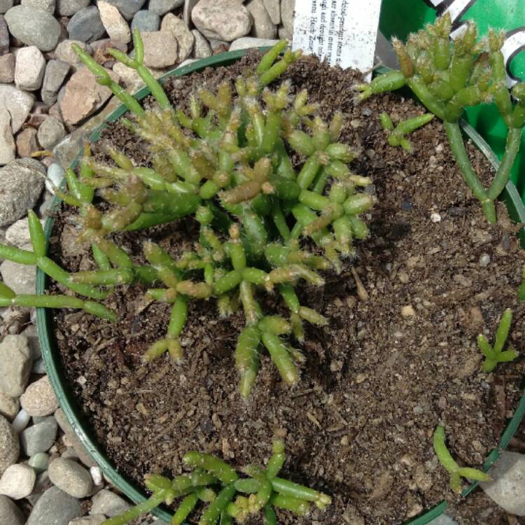 Plant image Rhipsalis burchelli