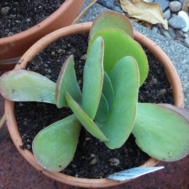 plant image 498893