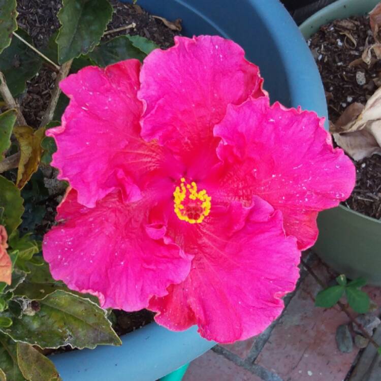 plant image 501504