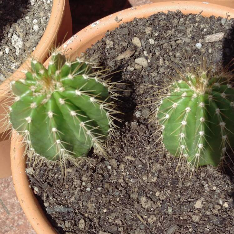 Plant image Pachycereus marginatus