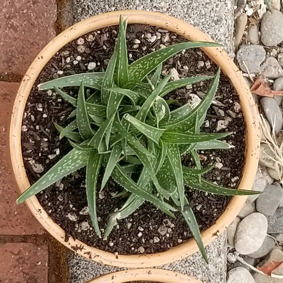 Plant image Aloe hybrid 'Firebird'