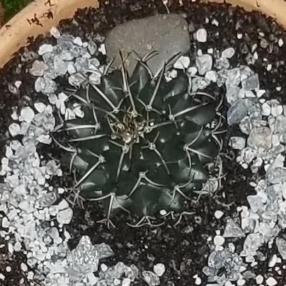 plant image 606896