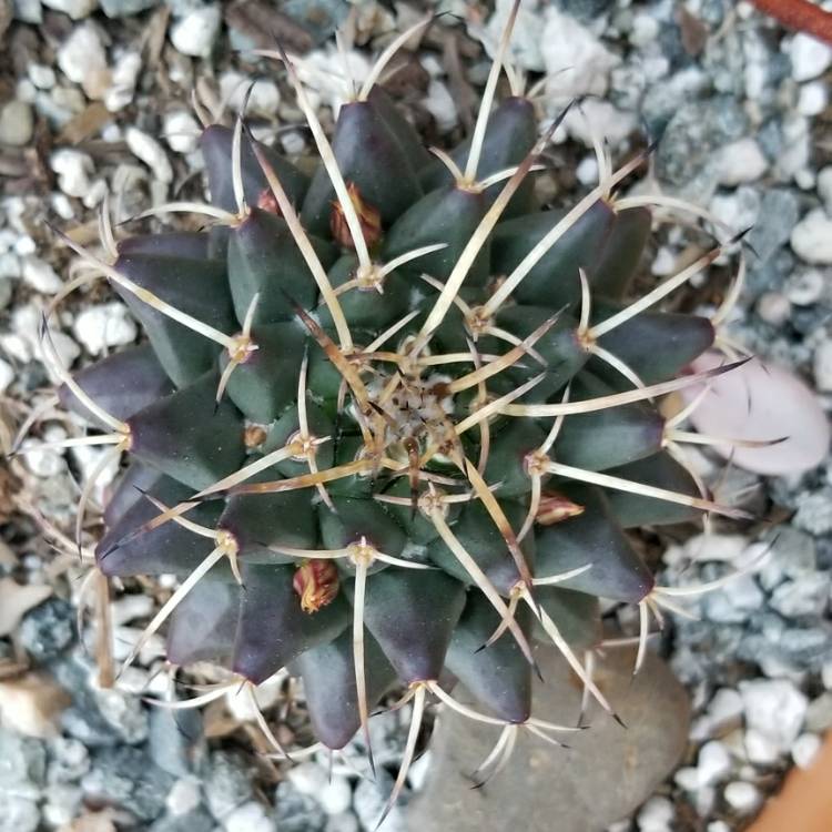 plant image 643965