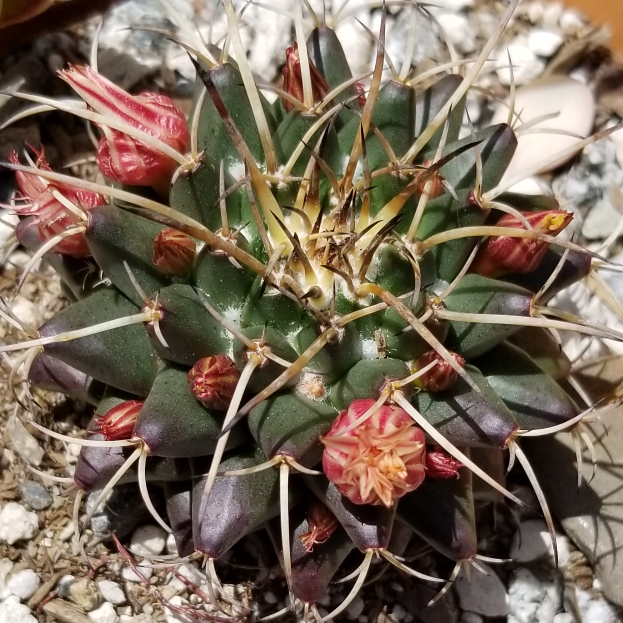plant image 672827