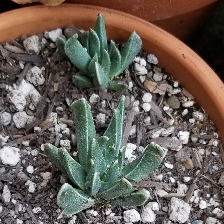 Plant image Aloinopsis rubrolineata
