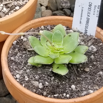Plant image Crassula 'Orbicularis'