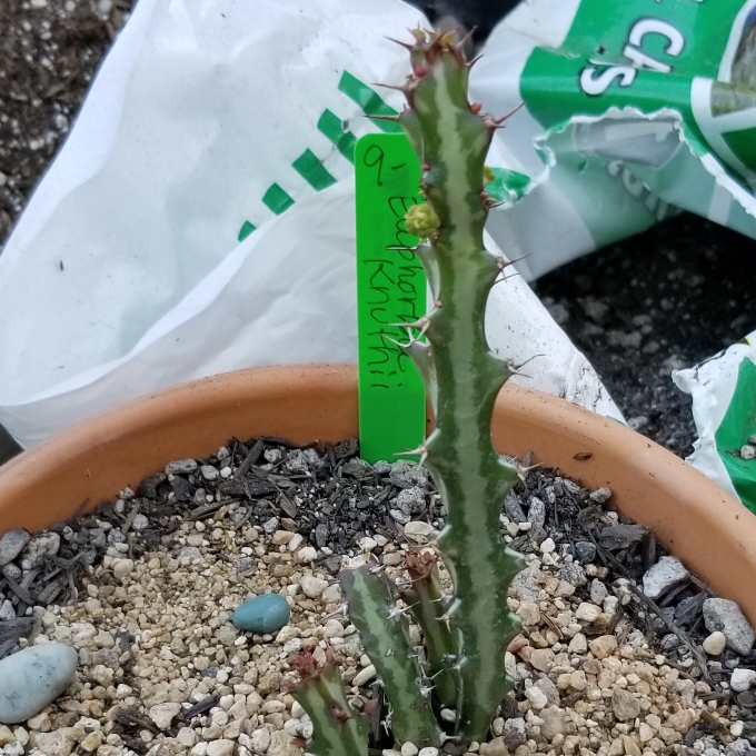 Plant image Euphorbia knuthii