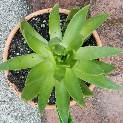 plant image 743575