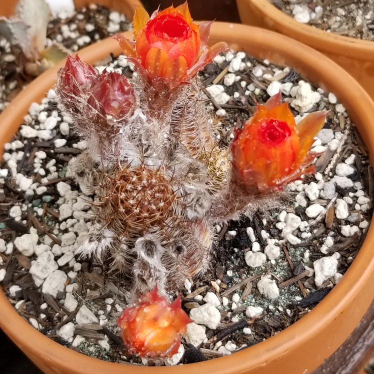 plant image 772233 plant image 772233