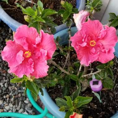 Hibiscus rosa-sinensis 'Byron Bay Rose'