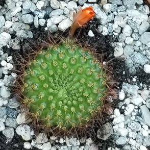 plant image 796838