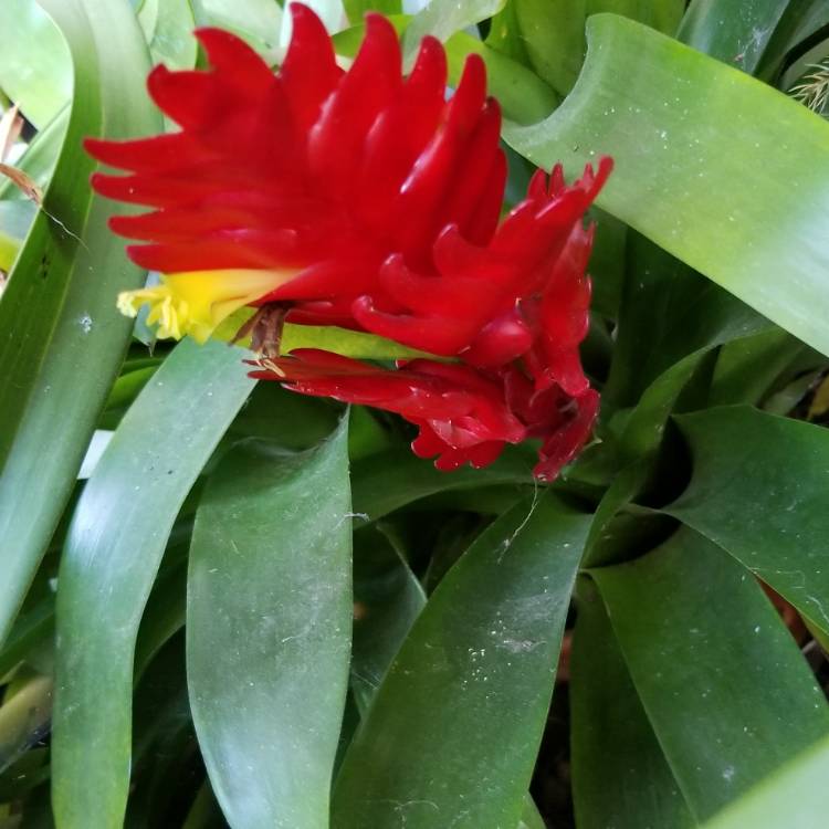 plant image 806517 plant image 806517