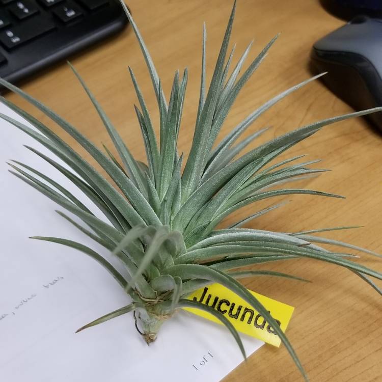 plant image 874810