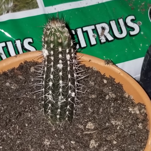plant image 890365