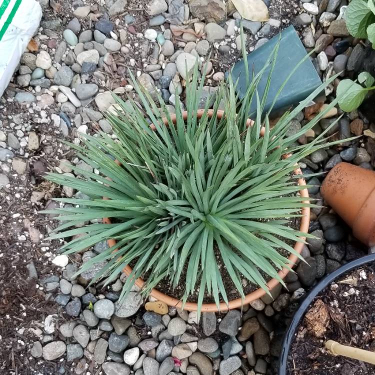 plant image 892064