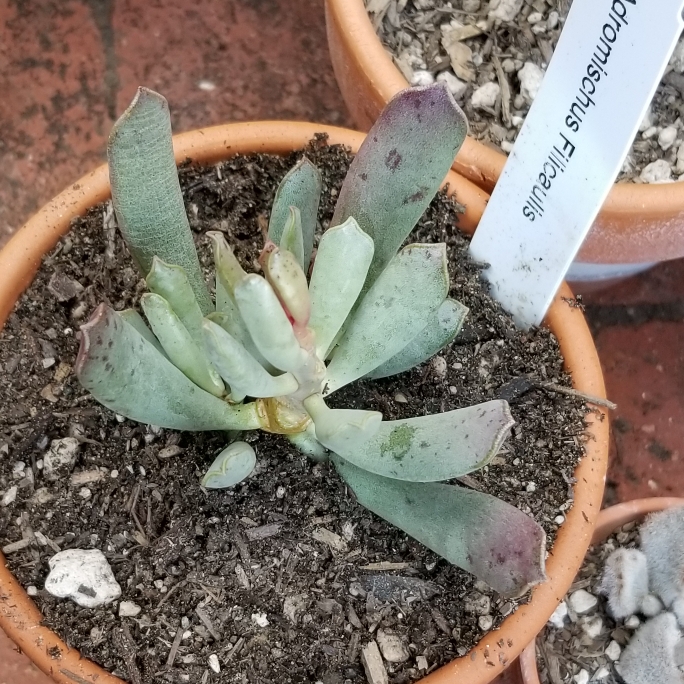 Plant image Adromischus Filicaulis subsp. Filicaulis