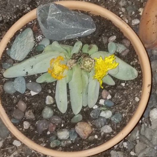 Plant image Glottiphyllum oligocarpum
