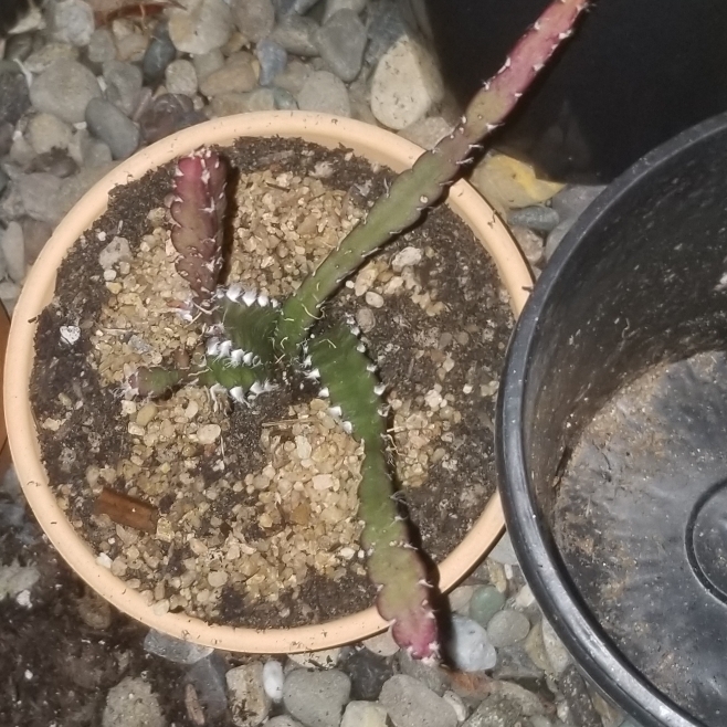 Plant image Lepismium cruciforme