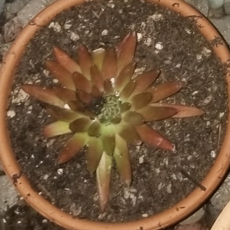 plant image 899705