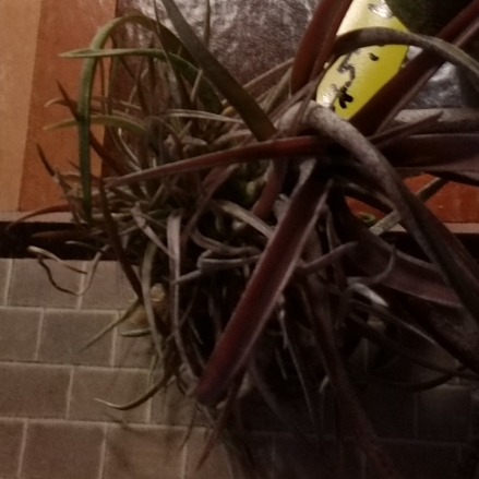 plant image 907431