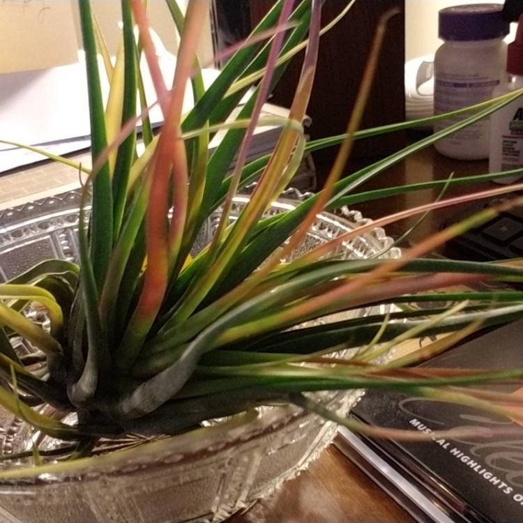 plant image 908532