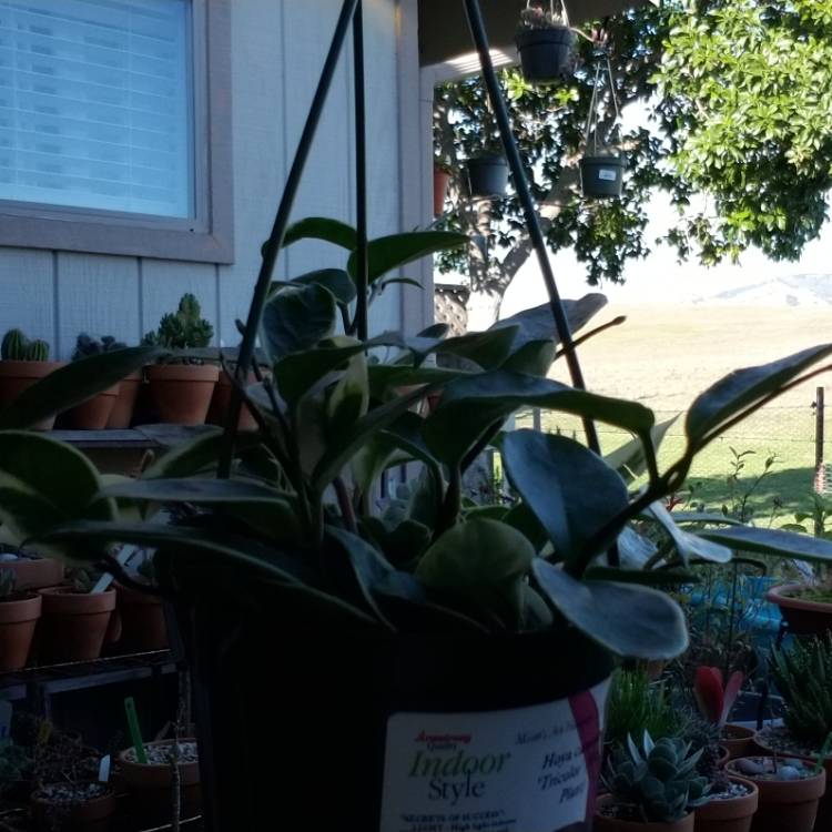 Plant image Hoya Carnosa 'Tricolor'