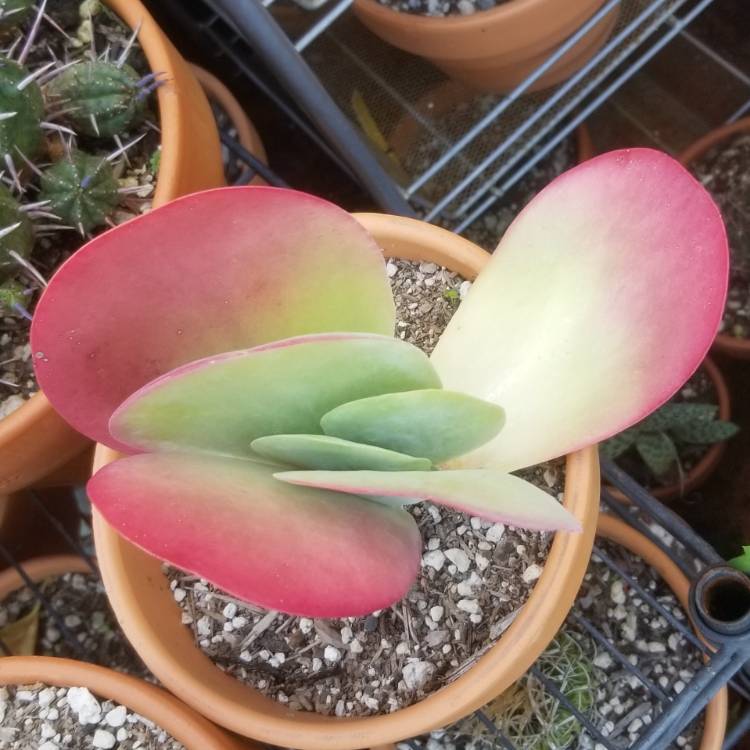 plant image 914317
