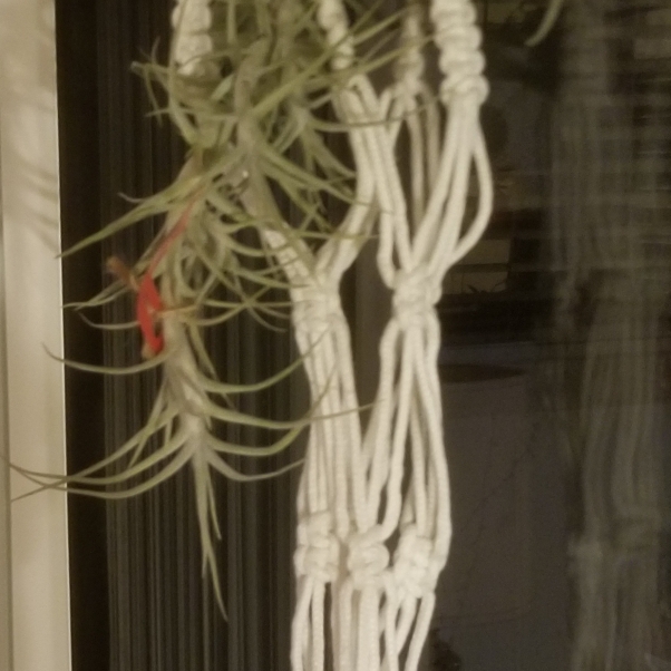 Plant image Tillandsia diaguitensis