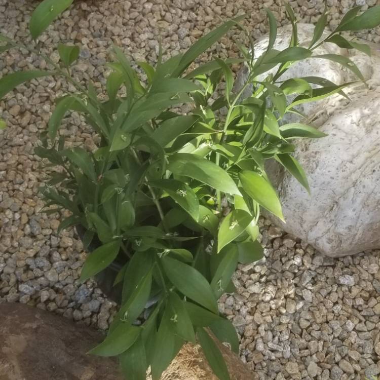 Plant image Ruscus aculeatus