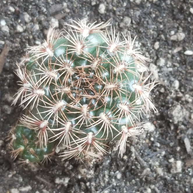 plant image 924582 plant image 924582