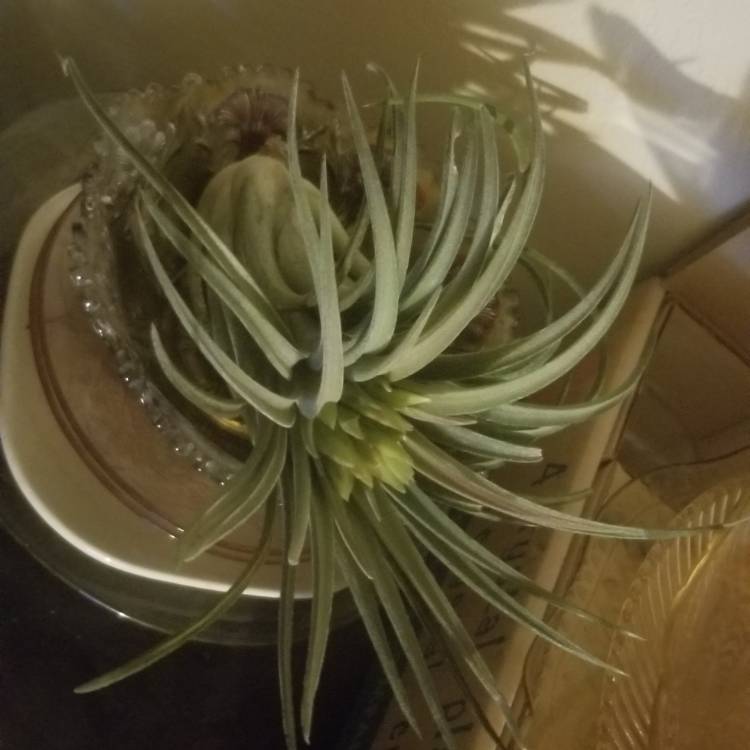 Plant image Tillandsia 'Victoria'
