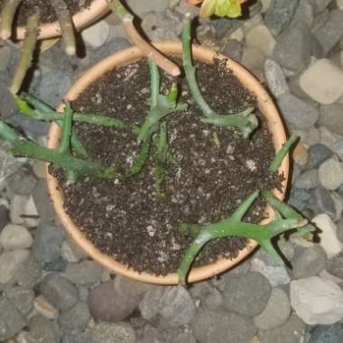 Euphorbia (tirucalli x stenoclada)
