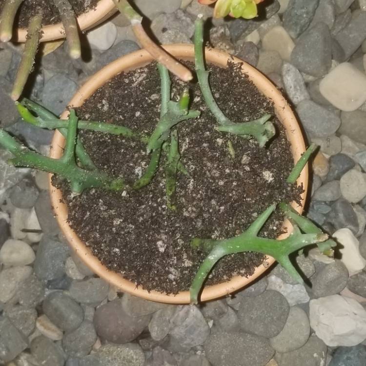 plant image 926880