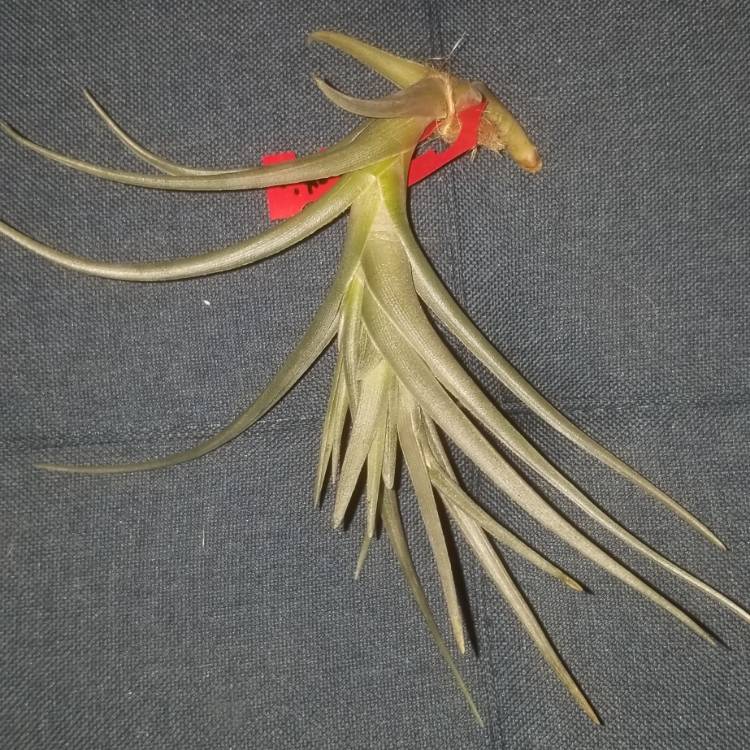 plant image 931267