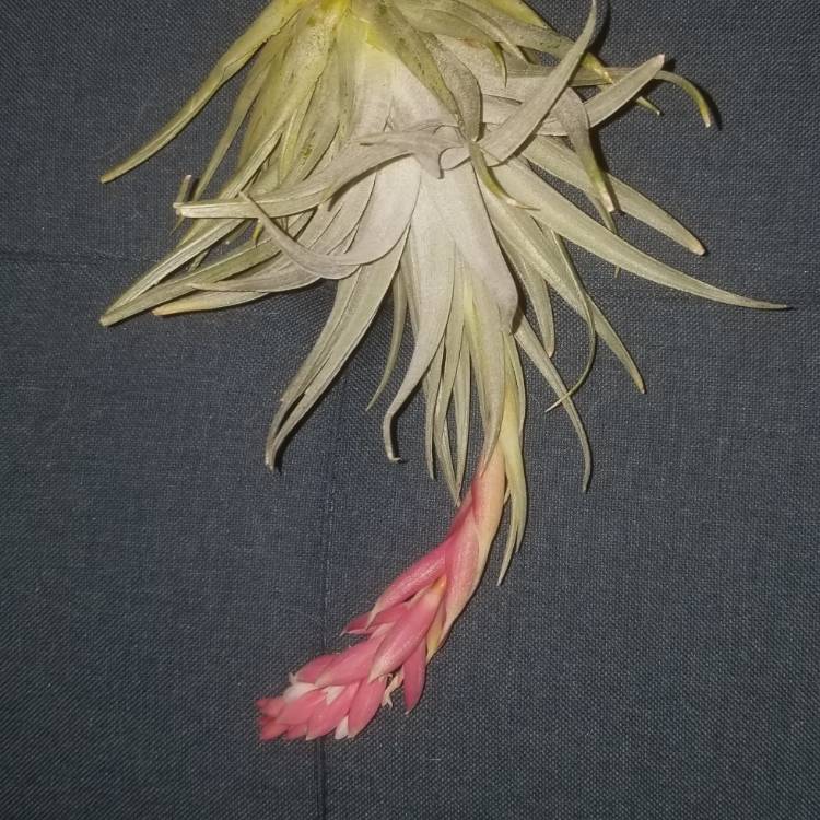 plant image 931269