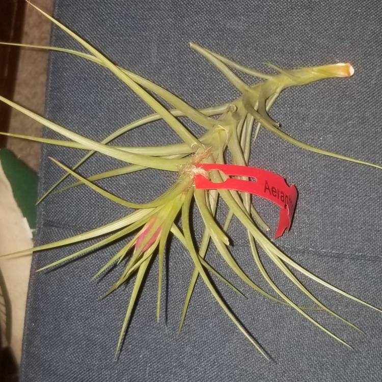 Plant image Tillandsia aeranthos