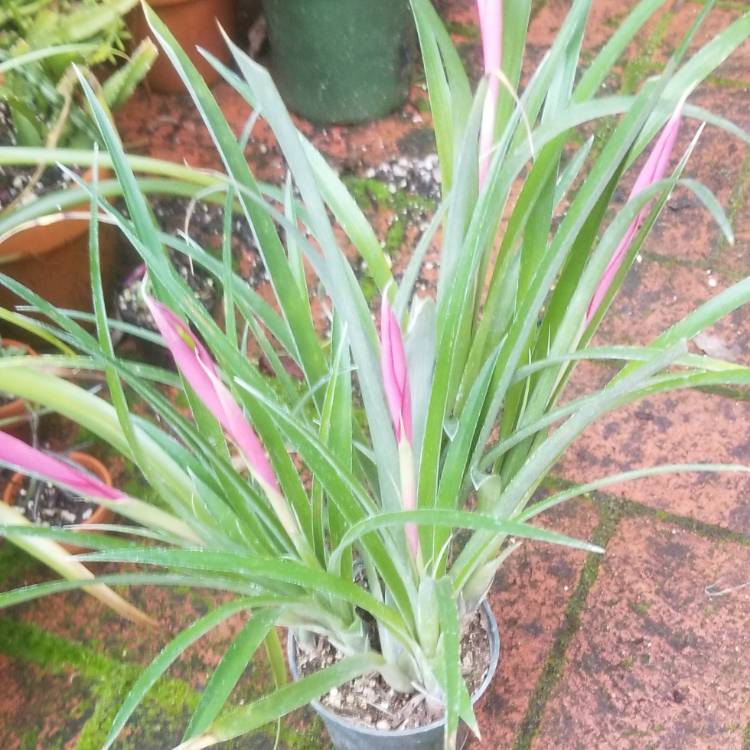 plant image 932290