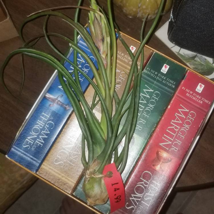Plant image Tillandsia 'Showtime'