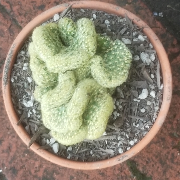 plant image 957541
