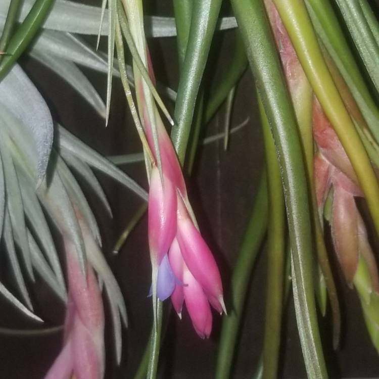 Plant image Tillandsia aeranthos