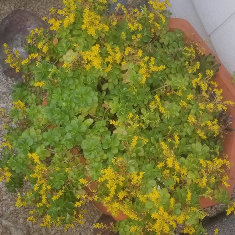 Plant image Sedum 'Kimnachii'