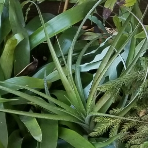 Plant image Puya Berteroniana